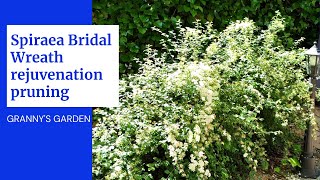 SPIRAEA BRIDAL WREATH REJUVENATION PRUNING [upl. by Yllus]