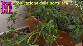 Coltivazione della portulaca Ricette con la portulaca Portulaca Oleracea [upl. by Ayomat665]