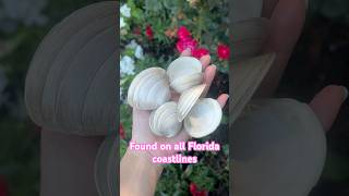 Discover the Enchanting Southern Quahogs Fun Facts and Insights  Florida Shelling FLshelling [upl. by Rizas904]