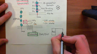 The Wnt  BetaCatenin Pathway Part 3 [upl. by Ennyletak]