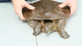 Eastern Spiny Soft Shell Turtle Facts [upl. by Lehet]