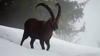 Parc national de la Vanoise [upl. by Archy]