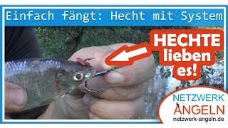 Einfach fängt Hechtangeln mit Köderfisch am System [upl. by Teiluj445]