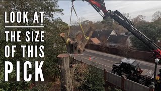 Tree Mek removing a 7 diameter oak from the top down [upl. by Ireva]