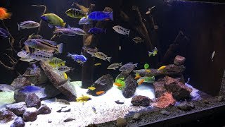 500 Gallon InWall African Cichlid Tank [upl. by Atiana]