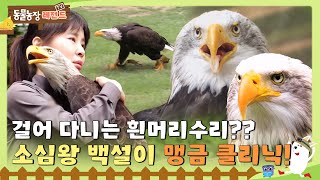 TV 동물농장 레전드SUB 🦅 걸어 다니는 흰머리수리 소심쟁이 백설이의 맹금 클리닉TV동물농장 AnimalFarm SBSstory [upl. by Bach]