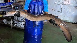 How to fillet giant eel  fish cutting skills [upl. by Kare306]