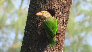 Lineated Barbet Builds A Home [upl. by Ahsikat595]