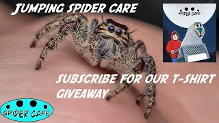 Jumping Spider Care [upl. by Akinehc]