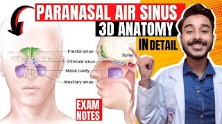 Paranasal air sinuses anatomy  Paranasal sinuses anatomy  maxillary sinus anatomy [upl. by Cinomod]