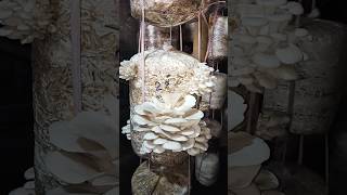 So many Oyster Mushrooms in a bag mushroom মাশরুম oystermushroom [upl. by Analad]