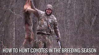 How To Hunt Coyotes In The Breeding Season [upl. by Aneel]