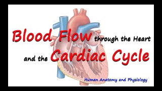 Cardiac Cycle and Blood Flow  Anatomy and Physiology [upl. by Nemajneb]