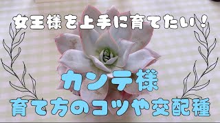 『多肉植物』エケベリアの女王様！カンテを上手に育てるコツ♬ [upl. by Ydok369]