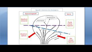 La mycologie Partie 9 classification et nomenclateur des champignons [upl. by Croydon]