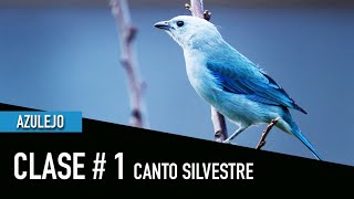 AZULEJO CLASE 1 CANTO SILVESTRE [upl. by Rattray213]