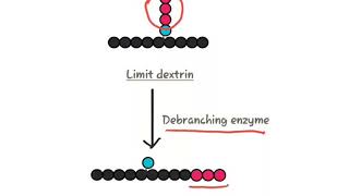 Glycogenolysis [upl. by Everara]