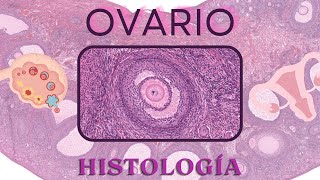 Histología de Ovario [upl. by Halil]