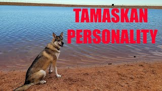 The Tamaskan Personality [upl. by Nilloc]