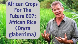 African Crops For The Future E07 African Rice Oryza glaberrima [upl. by Cathryn]