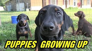 Doberman pinscher puppies growing to 8 weeks [upl. by Buchanan]