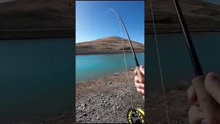 Sight nymphing the Tekapo and Twizel canal with an unweighted hare’s ear nymph trout fishing [upl. by Edda]