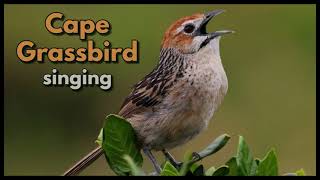 Cape Grassbird singing [upl. by Imar400]