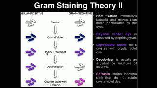 Microbiology Gram Staining [upl. by Nairrot]