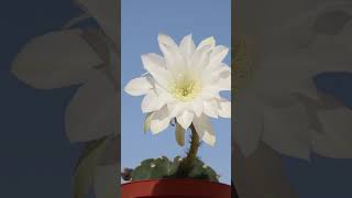 La FLOR nocturna de Echinopsis subdenudata [upl. by Maidie]