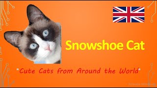 Snowshoe Cat quotCute Cats from Around the Worldquot [upl. by Enos]