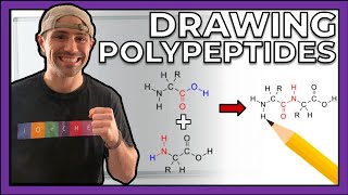 Intro to Peptides and Drawing Polypeptides [upl. by Tamis488]