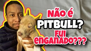 Meu filhote é pitbull Como saber se comprei certo [upl. by Aerdma]