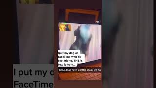 Dogs Facetime Eachother funnydogs wholesome funnypets wholesome puppy [upl. by Raymund183]