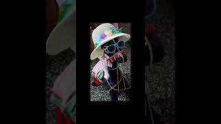 Cute decorated horse art handmadecreation youtubeshorts [upl. by Iorgos]