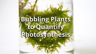 Bubbling Plants Experiment to Quantify Photosynthesis [upl. by Shelli631]