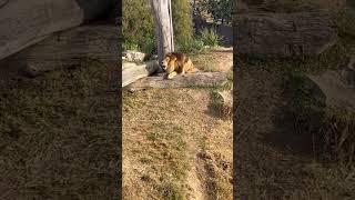 ROAR🦁The Amazing Sound Of A Lion Roaring 🙉 africananimals naturedocumentary mammals [upl. by Haceber900]