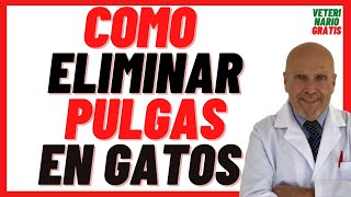 🟢 Cómo Acabar con las PULGAS de mi Gato 🟢 5 Remedios Caseros Contra las Pulgas en gatos Bebés [upl. by Andree]