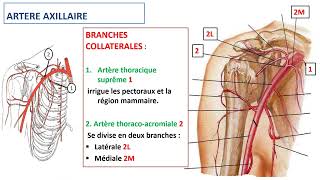 Vascularisation du membre thoracique [upl. by Eeimaj]