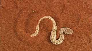 Terrifying The Venomous Sidewinder Snake Slithers at 18 MPH [upl. by Palladin]