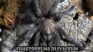 Chaetopelma olivaceum  EUROPEJSKI PTASZNIK [upl. by Karwan]