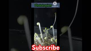 practical of phototropism science phototropism practical [upl. by Dareg]