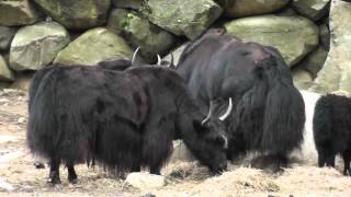 On Location The Yak [upl. by Suryt]