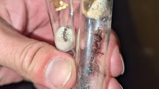 Myrmecia brevinoda Australia vs Myrmecia urens Australia 21062024 [upl. by Viki]