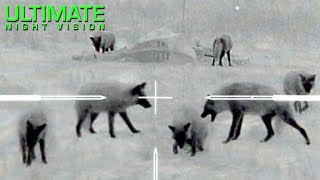 Thermal Predator Hunting  60 Coyotes Down by ONeill Ops [upl. by Selokcin]