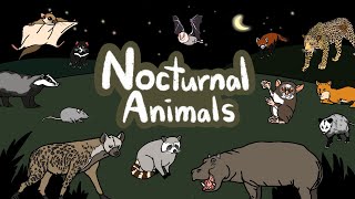 Nocturnal Animals  What kind of Animals are awake during the night  Kids Draw [upl. by Inneg]