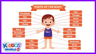 Teaching The Human Body Parts Names Chart [upl. by Pacian]