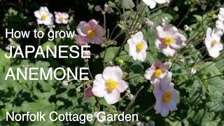 How to grow Japanese Anemone [upl. by Marmawke]