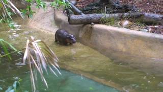 Taronga Visitors May Glimpse New Pygmy Hippo Calf [upl. by Danella]