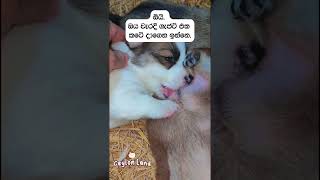 ආතල් නම් කුඩු කරන්න එපා Adorable Dog Puppies 🐾🐶 trending love puppy animals funny cute [upl. by Malas]