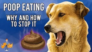 Why Do Dogs Eat Their Own Poop and how to STOP it [upl. by Flore]